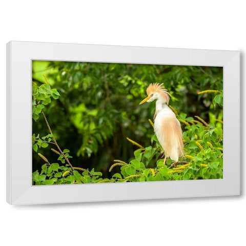 Louisiana-Jefferson Island Cattle egret in breeding plumage White Modern Wood Framed Art Print by Jaynes Gallery