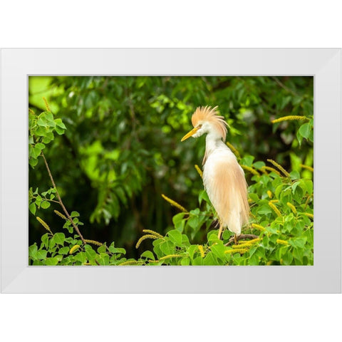 Louisiana-Jefferson Island Cattle egret in breeding plumage White Modern Wood Framed Art Print by Jaynes Gallery