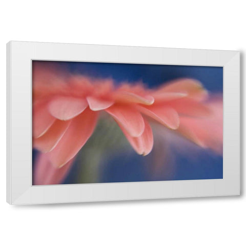 Maine, Harpswell Abstract of pink gerbera flower White Modern Wood Framed Art Print by Clemons, Kathleen