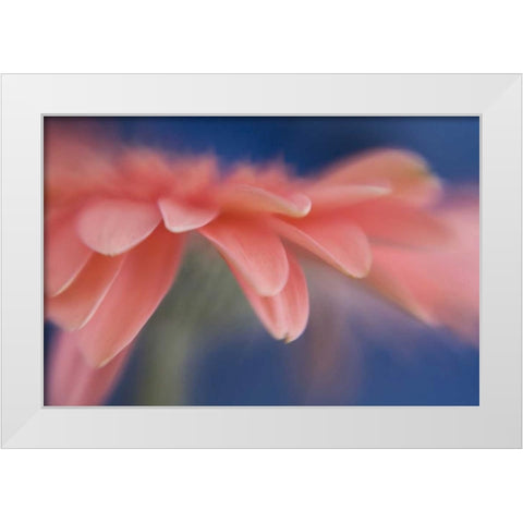 Maine, Harpswell Abstract of pink gerbera flower White Modern Wood Framed Art Print by Clemons, Kathleen