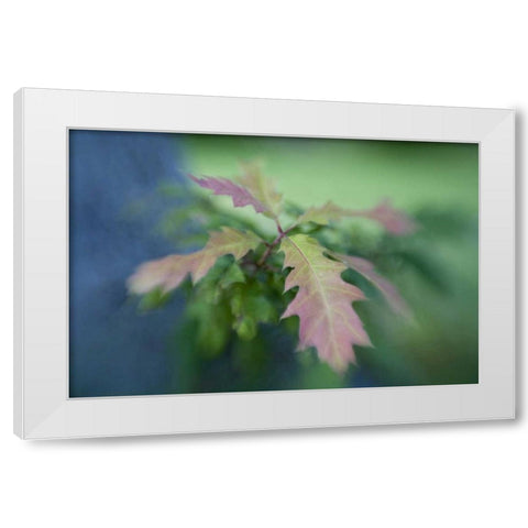 Maine, Harpswell Oak leaves in early autumn White Modern Wood Framed Art Print by Clemons, Kathleen