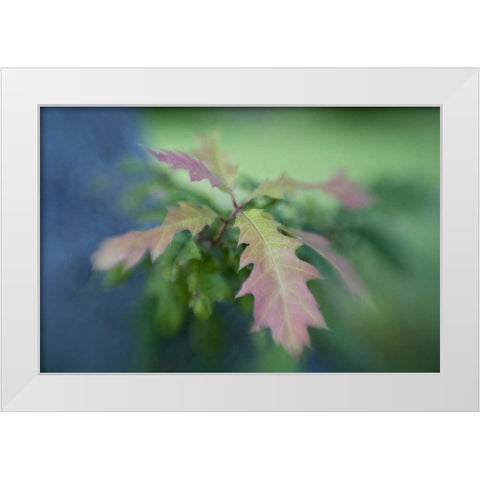 Maine, Harpswell Oak leaves in early autumn White Modern Wood Framed Art Print by Clemons, Kathleen
