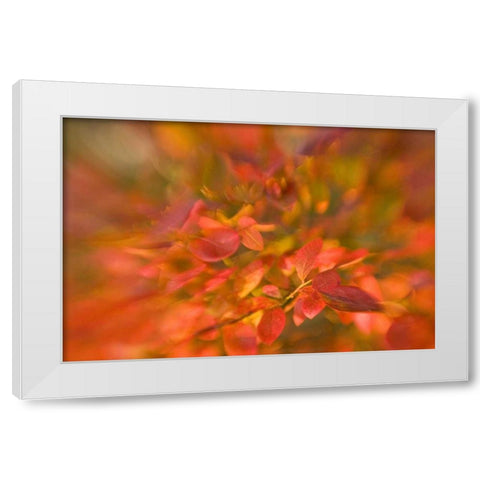 ME, Harpswell Impressionistic autumn foliage White Modern Wood Framed Art Print by Clemons, Kathleen
