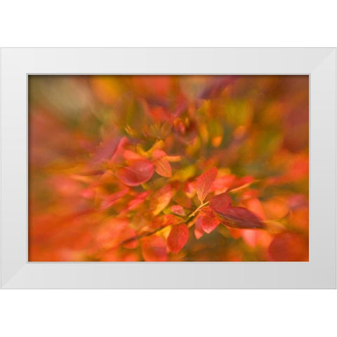 ME, Harpswell Impressionistic autumn foliage White Modern Wood Framed Art Print by Clemons, Kathleen