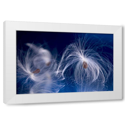 Maine, Harpswell Milkweed seeds on a mirror White Modern Wood Framed Art Print by Clemons, Kathleen