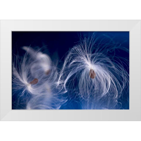 Maine, Harpswell Milkweed seeds on a mirror White Modern Wood Framed Art Print by Clemons, Kathleen