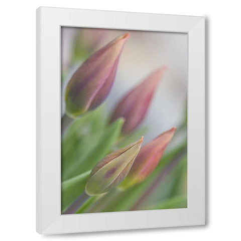 ME, Harpswell Tulip buds in a flower garden White Modern Wood Framed Art Print by Clemons, Kathleen