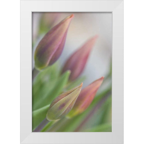 ME, Harpswell Tulip buds in a flower garden White Modern Wood Framed Art Print by Clemons, Kathleen