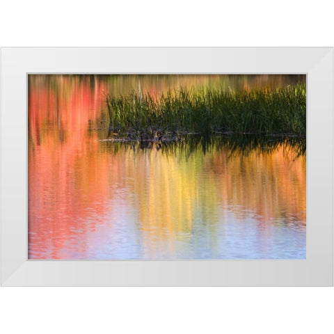 ME, South Paris Grasses growing in water in fall White Modern Wood Framed Art Print by Kaveney, Wendy