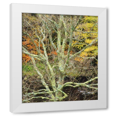 Maine, Acadia NP Lichen-covered tree by a stream White Modern Wood Framed Art Print by Talbot Frank, Christopher