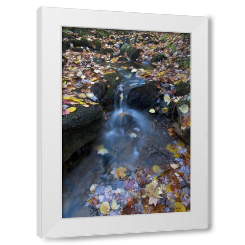 USA, Maine, Acadia NP Fallen leaves on stream White Modern Wood Framed Art Print by Rotenberg, Nancy