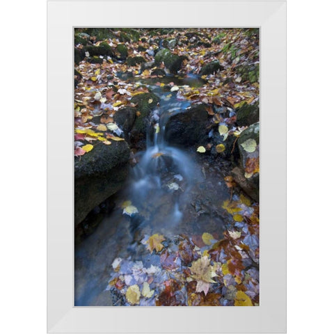 USA, Maine, Acadia NP Fallen leaves on stream White Modern Wood Framed Art Print by Rotenberg, Nancy