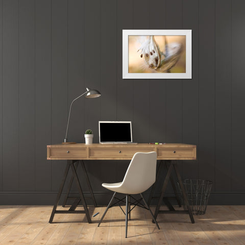 Maine, Harpswell Milkweed seeds in autumn White Modern Wood Framed Art Print by Clemons, Kathleen