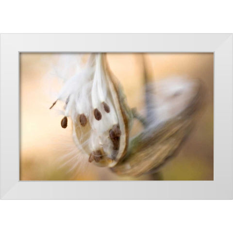 Maine, Harpswell Milkweed seeds in autumn White Modern Wood Framed Art Print by Clemons, Kathleen