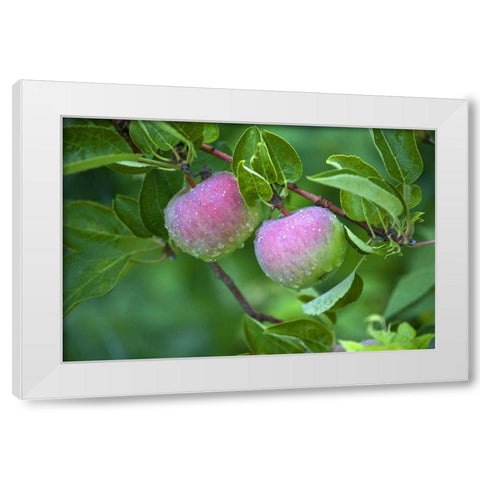 Maine, Harpswell Dew-covered apples on tree White Modern Wood Framed Art Print by Clemons, Kathleen