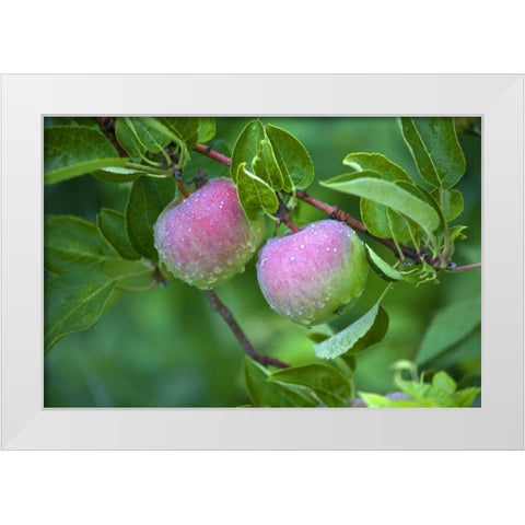Maine, Harpswell Dew-covered apples on tree White Modern Wood Framed Art Print by Clemons, Kathleen