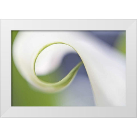 Maine, Harpswell Curled calla lily petal White Modern Wood Framed Art Print by Clemons, Kathleen