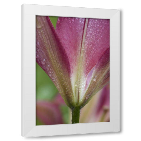 Maine, Harpswell Pink lily covered in dew White Modern Wood Framed Art Print by Clemons, Kathleen
