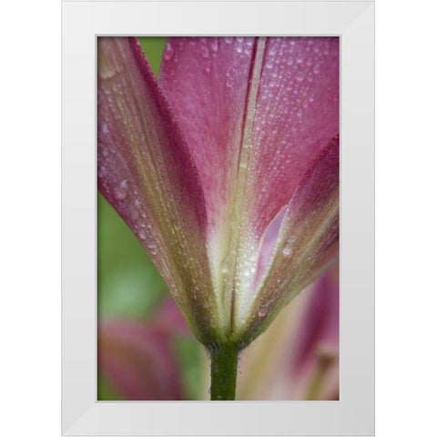 Maine, Harpswell Pink lily covered in dew White Modern Wood Framed Art Print by Clemons, Kathleen
