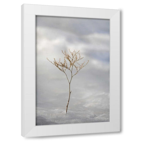 ME, Harpswell Sprig of sea lavender in ice White Modern Wood Framed Art Print by Clemons, Kathleen