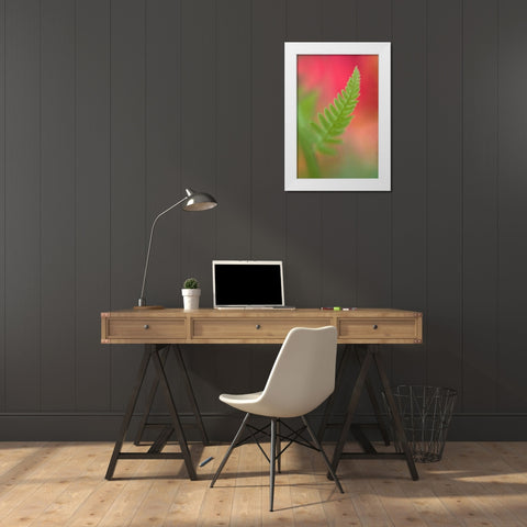 USA, Maine, Harpswell Newly-emerged fern leaf White Modern Wood Framed Art Print by Clemons, Kathleen