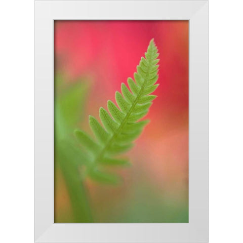 USA, Maine, Harpswell Newly-emerged fern leaf White Modern Wood Framed Art Print by Clemons, Kathleen
