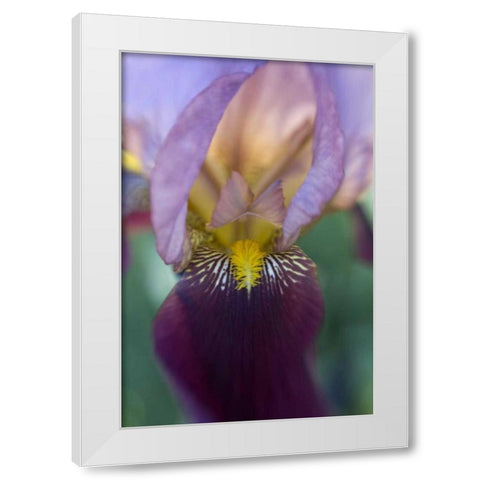 USA, Maine, Harpswell Close-up of iris flower White Modern Wood Framed Art Print by Clemons, Kathleen