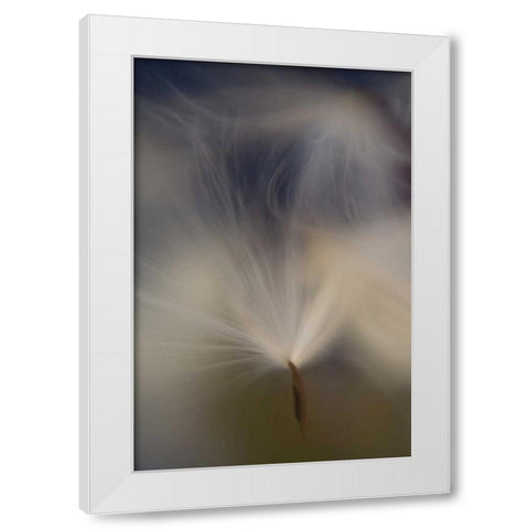 Maine, Harpswell Abstract Milkweed seeds White Modern Wood Framed Art Print by Clemons, Kathleen