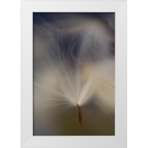 Maine, Harpswell Abstract Milkweed seeds White Modern Wood Framed Art Print by Clemons, Kathleen