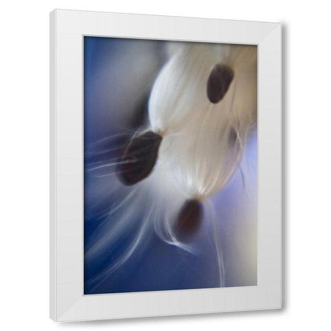 Maine, Harpswell Abstract Milkweed seeds White Modern Wood Framed Art Print by Clemons, Kathleen