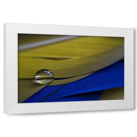ME, Harpswell Water drop on parrot feathers White Modern Wood Framed Art Print by Clemons, Kathleen