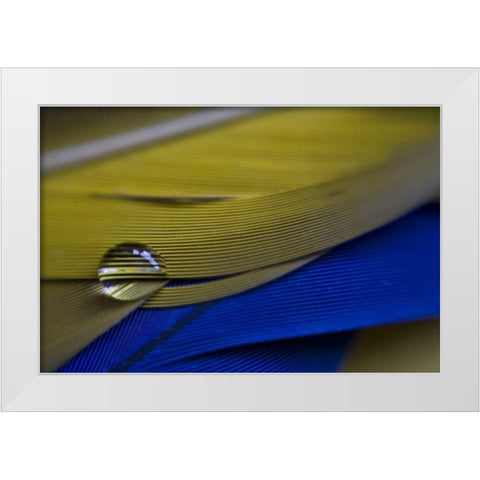 ME, Harpswell Water drop on parrot feathers White Modern Wood Framed Art Print by Clemons, Kathleen