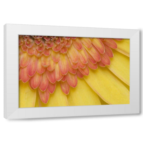 ME, Harpswell Yellow and pink gerbera daisy White Modern Wood Framed Art Print by Clemons, Kathleen