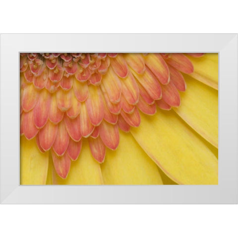 ME, Harpswell Yellow and pink gerbera daisy White Modern Wood Framed Art Print by Clemons, Kathleen
