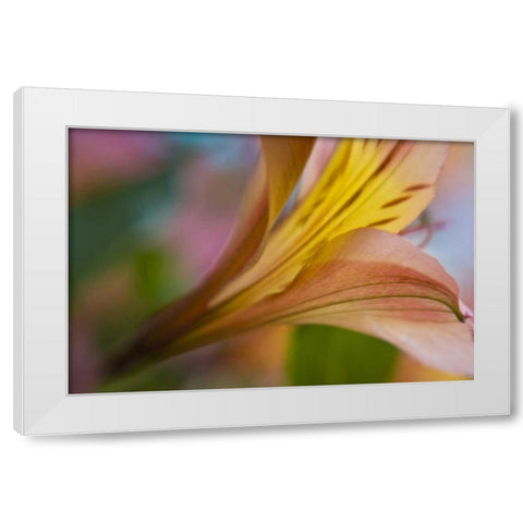 Maine, Harpswell Pink and yellow lily White Modern Wood Framed Art Print by Clemons, Kathleen