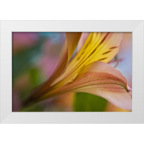 Maine, Harpswell Pink and yellow lily White Modern Wood Framed Art Print by Clemons, Kathleen