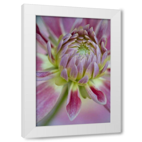 Maine, Harpswell Close-up of pink dahlia flower White Modern Wood Framed Art Print by Clemons, Kathleen