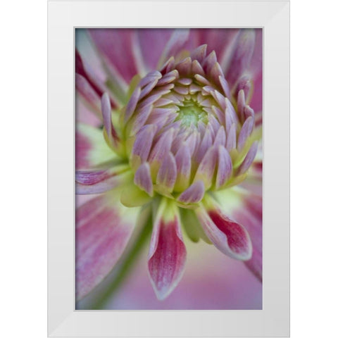 Maine, Harpswell Close-up of pink dahlia flower White Modern Wood Framed Art Print by Clemons, Kathleen
