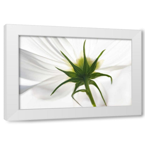 ME, Harpswell Underside of a white cosmos White Modern Wood Framed Art Print by Clemons, Kathleen