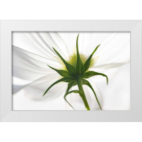 ME, Harpswell Underside of a white cosmos White Modern Wood Framed Art Print by Clemons, Kathleen