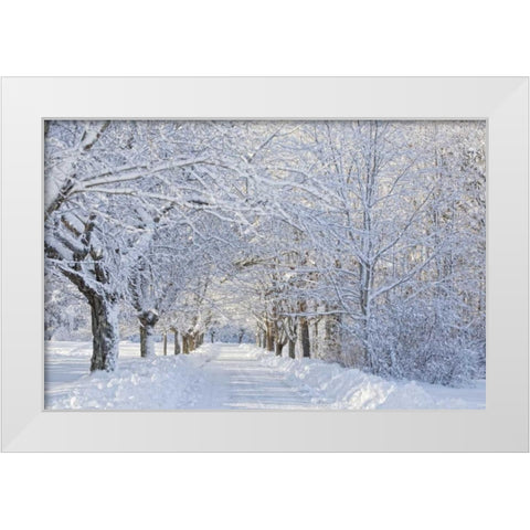 Maine, Harpswell Heavy snowfall on Bear Paw Road White Modern Wood Framed Art Print by Clemons, Kathleen