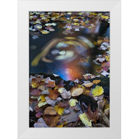 ME, Acadia Whirlpool of fallen leaves in stream White Modern Wood Framed Art Print by Rotenberg, Nancy