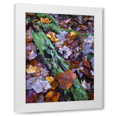 Fallen leaves and lichen log, Acadia NP, Maine White Modern Wood Framed Art Print by Rotenberg, Nancy