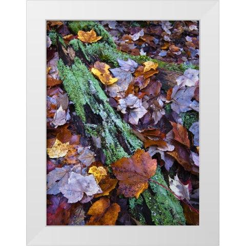 Fallen leaves and lichen log, Acadia NP, Maine White Modern Wood Framed Art Print by Rotenberg, Nancy