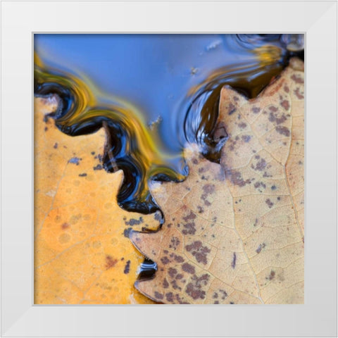 ME, Acadia NP Leaves form pattern on pond water White Modern Wood Framed Art Print by Rotenberg, Nancy