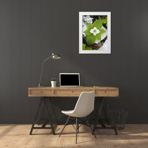 Maine, Acadia NP Bunchberry plant on log White Modern Wood Framed Art Print by Rotenberg, Nancy