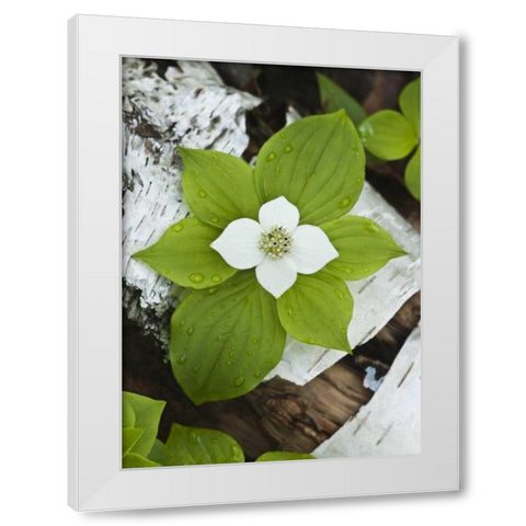 Maine, Acadia NP Bunchberry plant on log White Modern Wood Framed Art Print by Rotenberg, Nancy