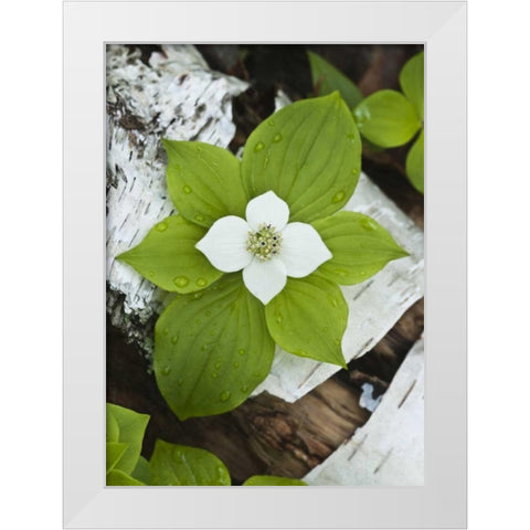Maine, Acadia NP Bunchberry plant on log White Modern Wood Framed Art Print by Rotenberg, Nancy