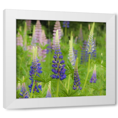 Maine, Acadia NP Field of blooming lupines White Modern Wood Framed Art Print by Rotenberg, Nancy