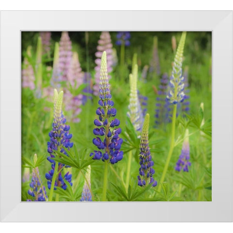Maine, Acadia NP Field of blooming lupines White Modern Wood Framed Art Print by Rotenberg, Nancy